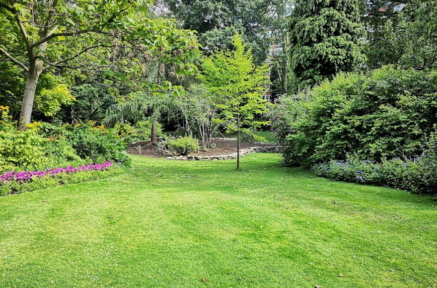 green grass field with trees